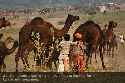 camels-gathering_pushkar-group-tour.jpg
