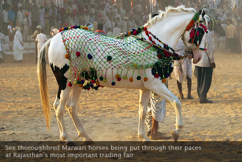 marwari-horses_pushkar-group-tour.jpg