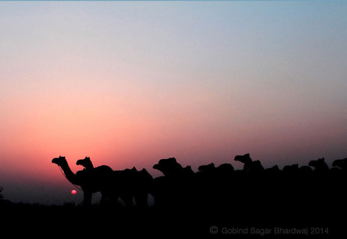 pushkar-evening-gsb-camel-herd-1.jpg