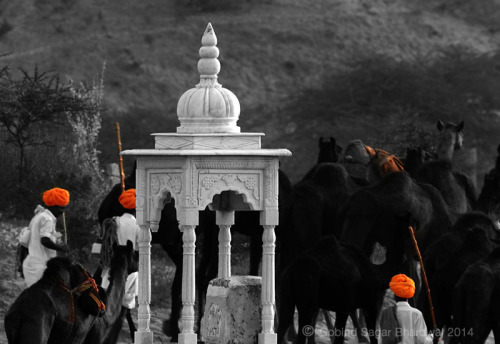 pushkar-evening-gsb-camel-herd.jpg