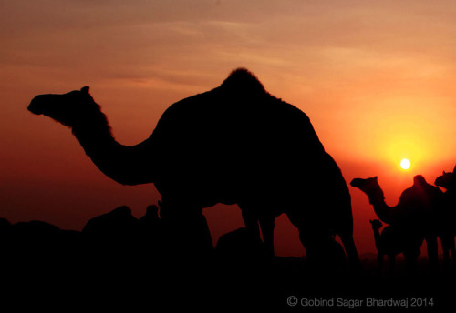 pushkar-evening-gsb-camel-sunset-2.jpg