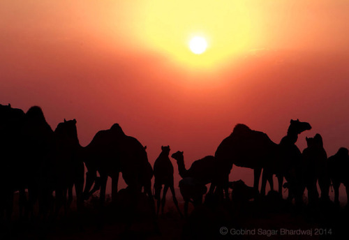 pushkar-evening-gsb-camels-sunset.jpg