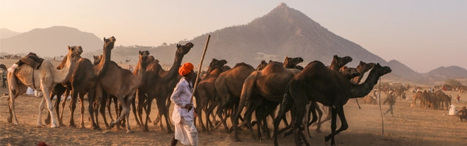 Camels at Pushkar Fair