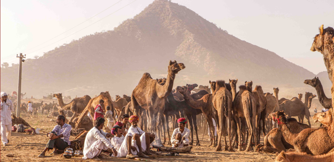 Camel herders and camels at Pushkar Fair